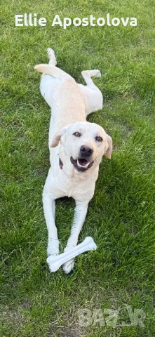 Лабрадор кученца, снимка 1