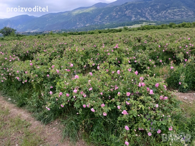 Набирам розоберачи