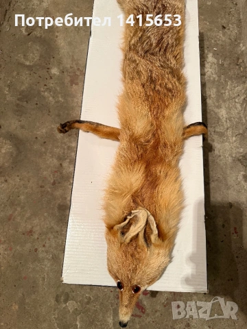 Продавам препарирана лисица, снимка 2 - Други ценни предмети - 53848530