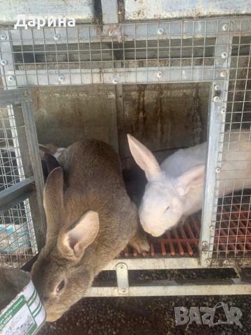 Зайци 6 месеца., снимка 2 - Други - 53534770