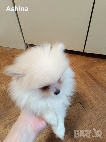 померан мини, снимка 4 - Померан - 53597861