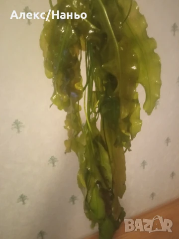 Растения Aponogeton Ulvaceus , снимка 3 - Други - 50750939