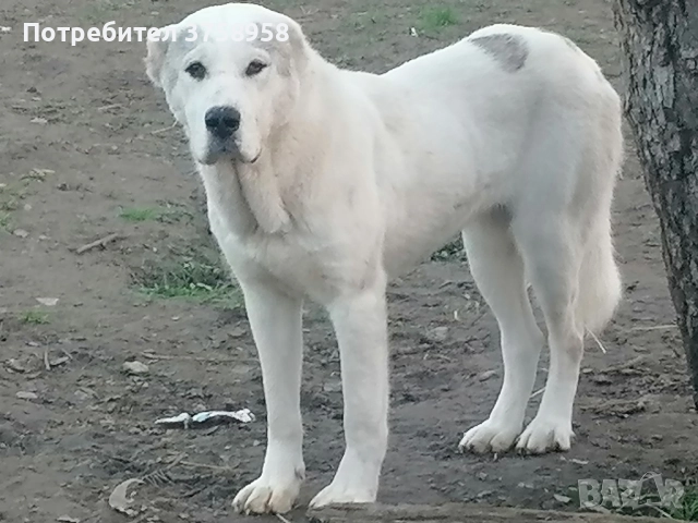 продавам алабаи женски на 1г, снимка 9 - Алабай - 52142140