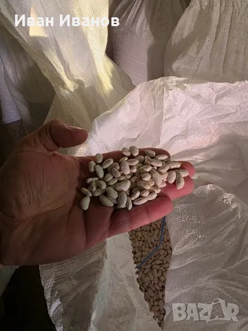 Боб сорт Еликсир , снимка 2 - Сортови семена и луковици - 49287654