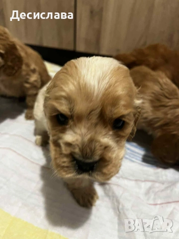 Кокер шпаньол , снимка 2 - Кокер шпаньол - 53119091