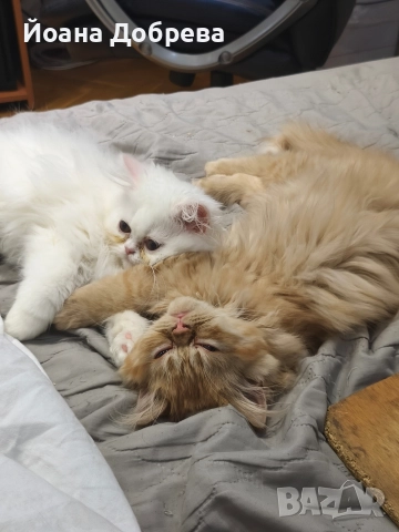 Породисти пухкави персийски котета, снимка 10 - Персийска - 52670996