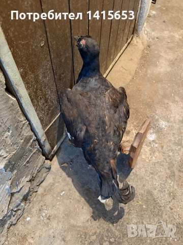 Продавам препариран кеклик, снимка 3 - Колекции - 52502496