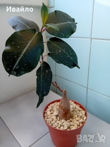 Сукуленти само за ценители, снимка 12 - Стайни растения - 35248161