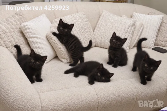     Чистокръвни британски котенца с шампионски произход 🖤, снимка 7 - Британска късокосместа - 56135812