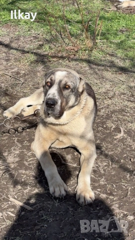 Продавам Мъжки Вълкодав, снимка 3 - Кавказка овчарка - 53758221