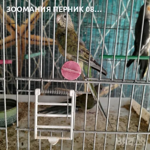 поен папагал женски син, снимка 2 - Папагали - 55577734