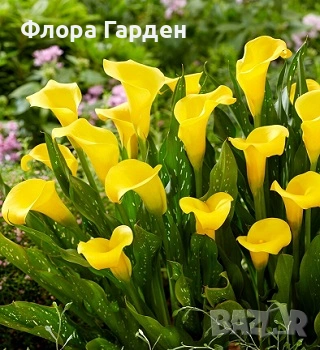 КАЛА, ГЛОКСИНИЯ - Грудки - ПРЕДВАРИТЕЛНИ ПОРЪЧКИ, снимка 2 - Градински цветя и растения - 53659916