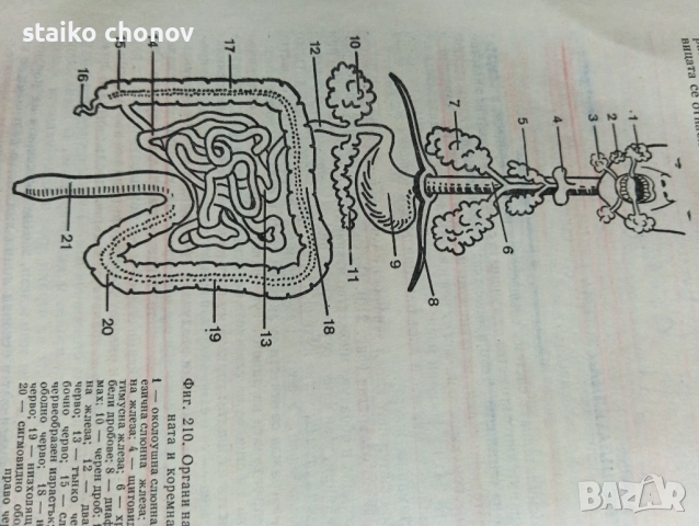 Анатомия на Човека, снимка 4 - Учебници, учебни тетрадки - 52518859