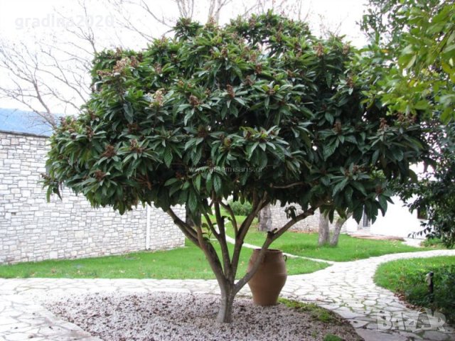 Японска мушмула (Eriobotrya japonica, Loquat), снимка 2 - Разсади - 39759551