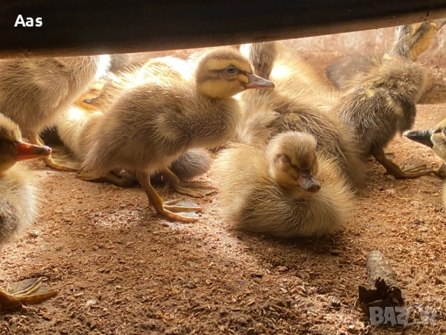 Патета индийски бегач