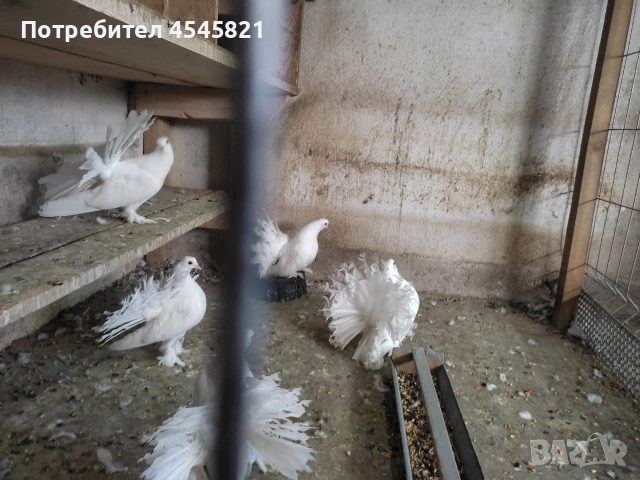 Селекционирани гащати фенерлии