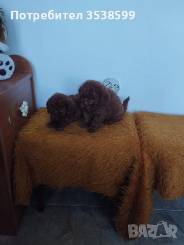 Мини Пуделчета.