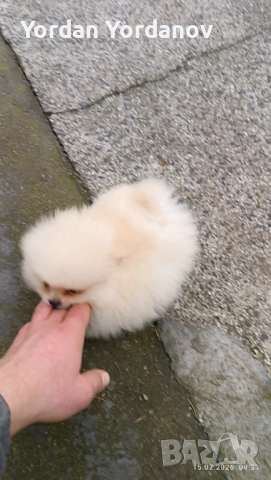 Померанчета , снимка 6 - Померан - 53490849