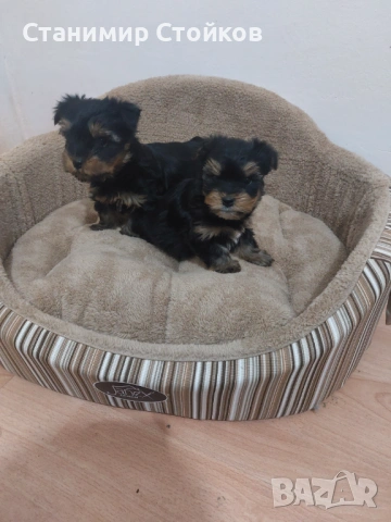 Йоркширски териер , снимка 3 - Йоркширски териер - 53807693