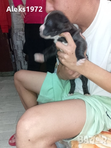 Американски Стаф Фуршиски Териер , снимка 2 - Американски стафордширски териер - 52692658