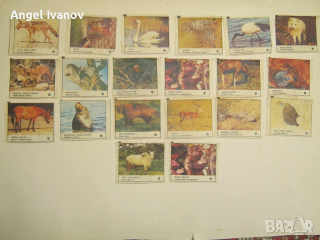 Картинки от дъвки