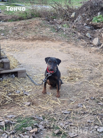 мъжки ягдтериер, снимка 3 - Ягдтериер - 53508238
