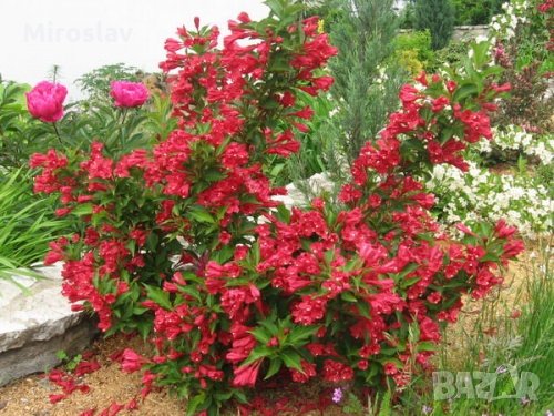 Вайгела (3 налични цвята), снимка 5 - Градински цветя и растения - 35802390