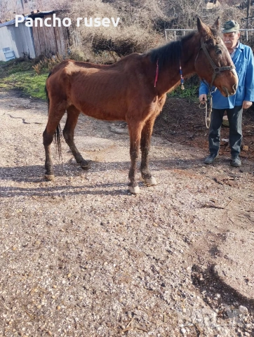 продава се червена кобила , снимка 2 - Коне - 53283349