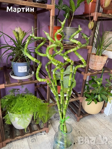 Стайни растения за дома и офиса , снимка 7 - Стайни растения - 52435932
