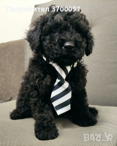 пудел / мини пуделчета, снимка 3 - Пудели - 53072504