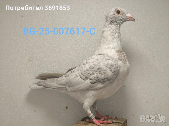 Цветни пощи, снимка 6 - Гълъби - 52336823