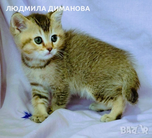 Шотландско мъжко. Златна чинчила. , снимка 5 - Британска късокосместа - 53642838