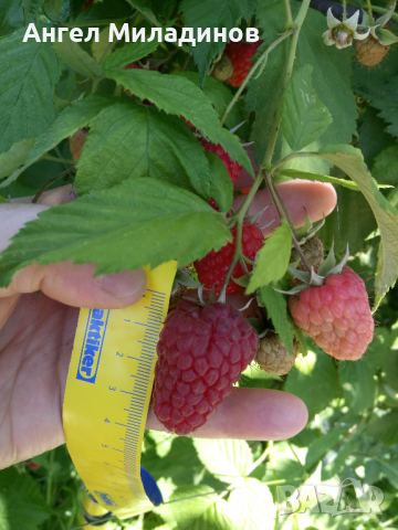 малини, снимка 2 - Разсади - 36253043