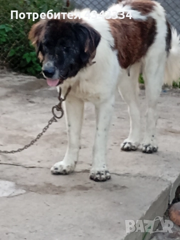 Българско овчарско куче, снимка 8 - Каракачанска овчарка - 51812904