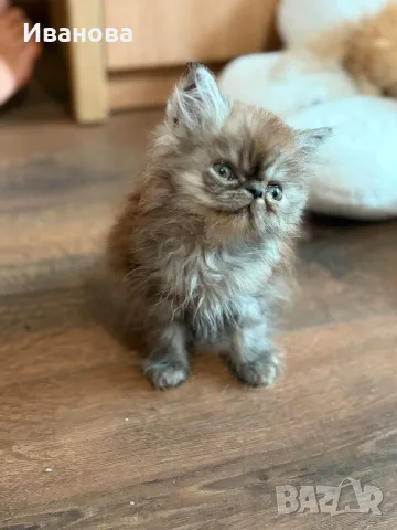 Персийски котенца , снимка 5 - Персийска - 55869087