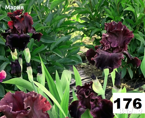 Сортови вискоки ириси /брадати ириси, снимка 6 - Градински цветя и растения - 51458720