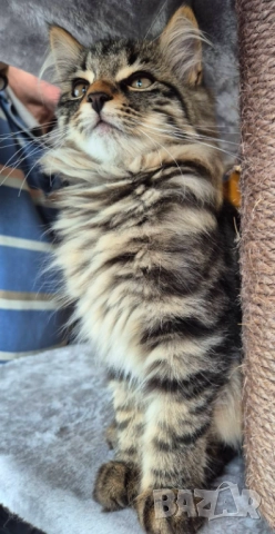 Сибирско котенце, класическо таби, 3 м, Бургас, сибирче, коте, снимка 4 - Сибирски - 52342610