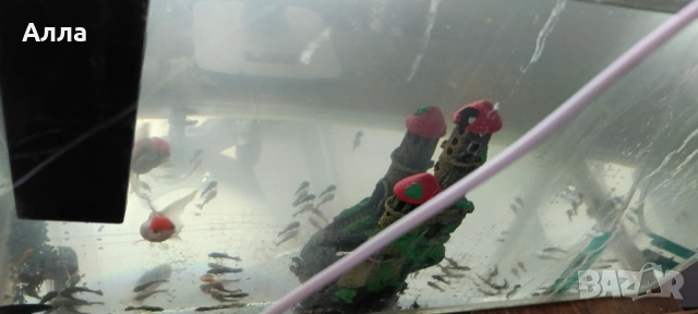 Объкновени анцитруси малки и няколко голями мъжки, снимка 2 - Рибки - 53471332