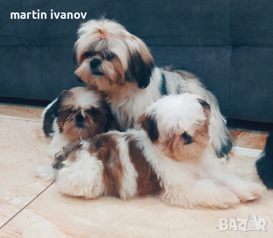 Кученца шитцу, снимка 9 - Ши Тцу - 52810323