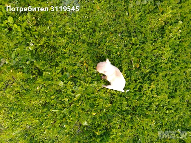 Продавам мини чихуахуа , снимка 2 - Чихуахуа - 53680078