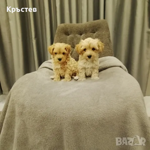 Малтипу малтипу 
