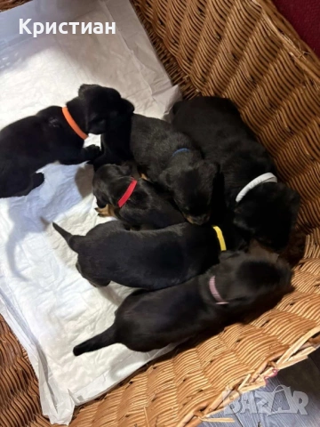 Продавам Чистокръвни Добермани , снимка 2 - Доберман - 53694238