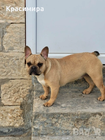 Френски булдочета, снимка 6 - Френски булдог - 53478634