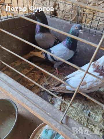 продавам  типлери, снимка 6 - Гълъби - 53440179