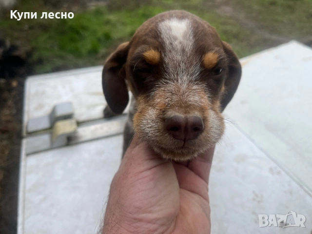 Кучета за трюфели, снимка 3 - Кокер шпаньол - 53373963