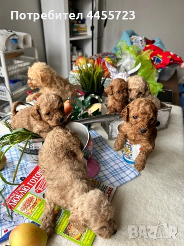 Продавам кученца