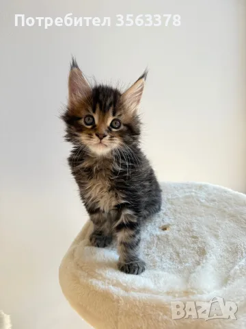 Maine coon чистокръвни, снимка 7 - Мейн кун - 56132815