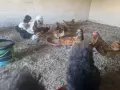 Излишни петлета Златен Зибрайт , снимка 2