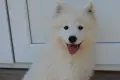 самоед момиченце, снимка 3