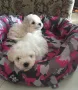 Бишон фризе -Френска болонка, снимка 2